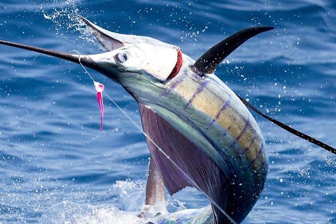 Deep Sea Fishing (Street Food and Beer Included) - Key points to know before booking