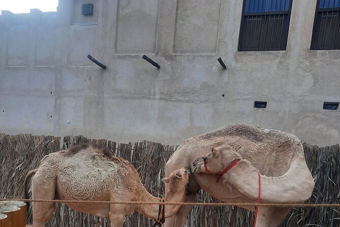Discover Old Dubai Town, Souks, Street Food, Culture and History - Arabic coffee in a traditional setting