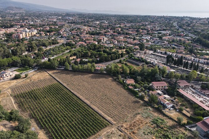 Etna Urban Winery - Tasting with Street Food Platter and vineyard - Walking an urban vineyard near Mount Etna