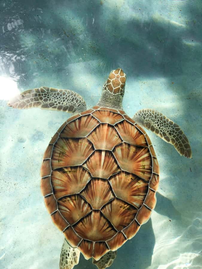 Mauritius: Snorkeling with Turtles & Port Louis Street Food - Two Mauritius highlights in one morning and afternoon