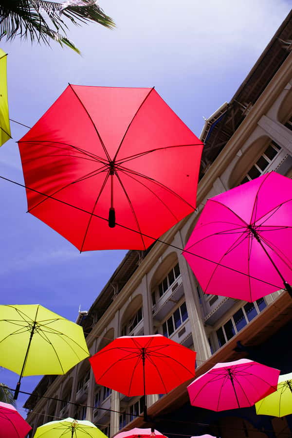 Mauritius: Snorkeling with Turtles & Port Louis Street Food - What you may see below the surface