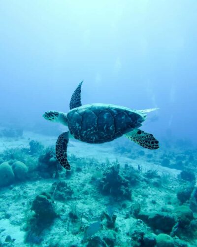 Mauritius: Snorkeling with Turtles & Port Louis Street Food