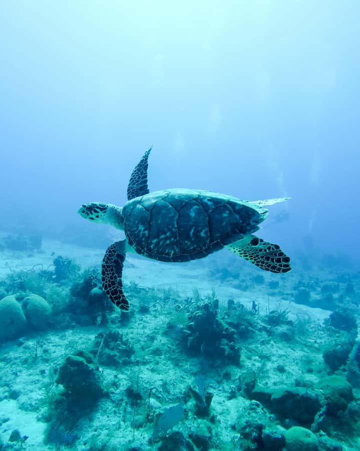 Mauritius: Snorkeling with Turtles & Port Louis Street Food - Setting out from Trou aux Biches Beach