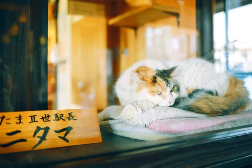 Osaka: Wakayama Cat Train, Seafood market, Hot Springs Tour - A historic hot spring with an important catch