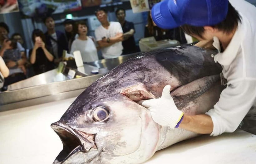 Osaka: Wakayama Cat Train, Seafood market, Hot Springs Tour - Who will enjoy this Wakayama day trip?
