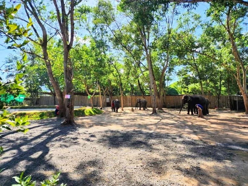 Phuket City Tour with Night Market Visit & Elephant Feeding - Khao Rang Hill and the wild monkeys