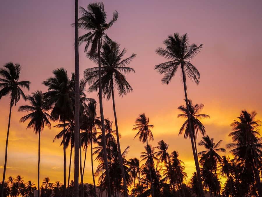 Phuket: Sunset View and Seafood Market Dinner Guided Tour - The vehicle, guide, and return to your hotel
