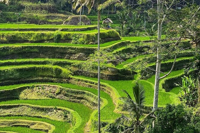 Ubud Day Tour : Waterfall, Temple and Local Night Market Tour - Monkey Forest: a lively first stop